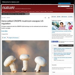 NATURE 14/04/16 Gene-edited CRISPR mushroom escapes US regulation A fungus engineered with the CRISPR–Cas9 technique can be cultivated and sold without further oversight.