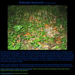 The Hawks Eye Mushroom Spores Shrooms Potent Mushrooms Azurescen