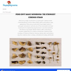 PENIS ENVY MAGIC MUSHROOM: THE STRONGEST CUBENSIS STRAIN - Nupep Shrooms