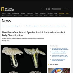 New Deep-Sea Animal Species Look Like Mushrooms but Defy Classification