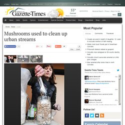 Mushrooms used to clean up urban streams