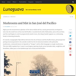 Mushrooms and Mist in San José del Pacífico