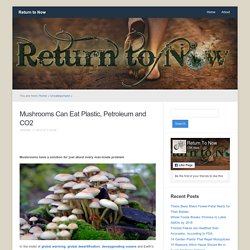 Mushrooms Can Eat Plastic, Petroleum and CO2