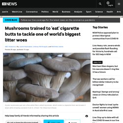 Mushrooms trained to 'eat' cigarette butts to tackle one of world's biggest litter woes