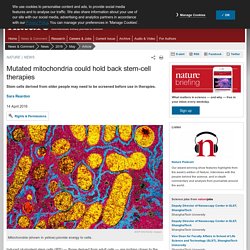 Mutated mitochondria could hold back stem-cell therapies : Nature News & Comment