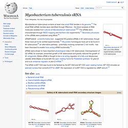 Mycobacterium tuberculosis sRNA