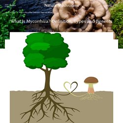 What Is Mycorrhiza? Definition, Types, Usage and Benefits