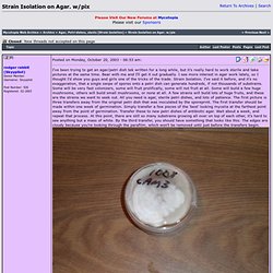 Web Archive: Strain Isolation on Agar. w/pix