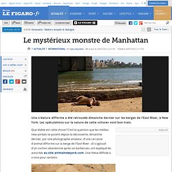 International : Le mystérieux monstre de Manhattan