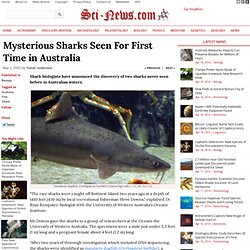 Mysterious Sharks Seen For First Time in Australia