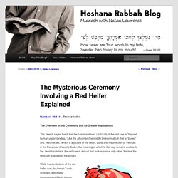 The Mysterious Ceremony Involving a Red Heifer Explained - Hoshana Rabbah BlogHoshana Rabbah Blog