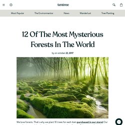 12 Of The Most Mysterious Forests In The World – tentree