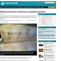 Halibut pierced with mysterious ’projectile parasite’