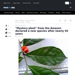 "Mystery plant" from the Amazon declared a new species after nearly 50 years