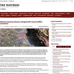 Marine mystery disease along Pacific Coast baffles... - The Watchers