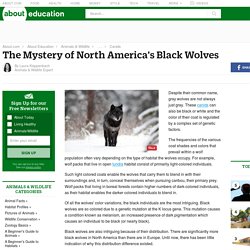The Mystery of North America's Black Wolves