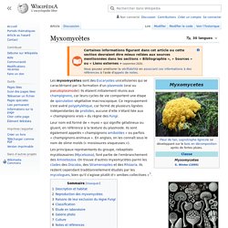 Myxomycètes