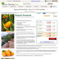 Indoor Kumquat Trees for Sale