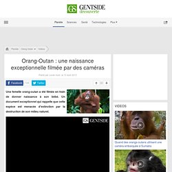 Orang-Outan : une naissance exceptionnelle filmée par des caméras