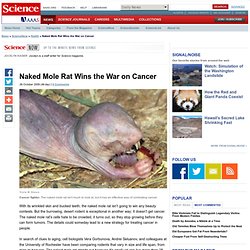 Naked Mole Rat Wins the War on Cancer