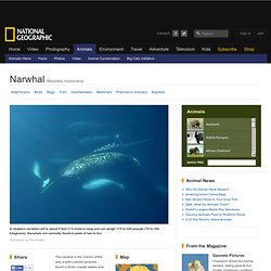 Narwhals, Narwhal Pictures, Narwhal Facts