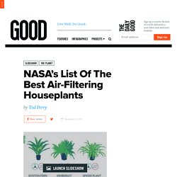 NASA’s List Of The Best Air-Filtering Houseplants