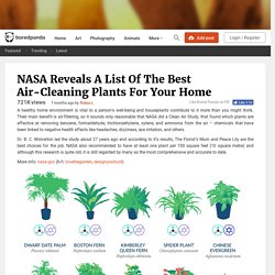 NASA Reveals A List Of The Best Air-Cleaning Plants For Your Home