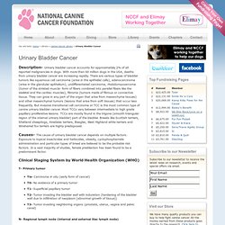 The National Canine Cancer Foundation - Urinary Bladder Cancer