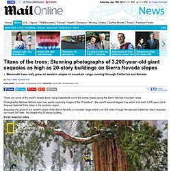Giant sequoia: National Geographic pictures of giants of the forest in Sierra Nevada