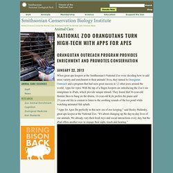 National Zoo Orangutans Turn High-Tech with Apps for Apes