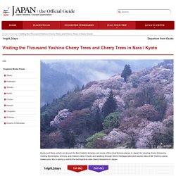 Visiting the Thousand Yoshino Cherry Trees and Cherry Trees in Nara / Kyoto
