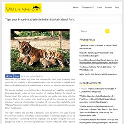 Tiger cubs Placed to a Series in India's Kanha National Park. - Wildlife Adventure