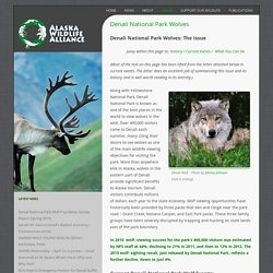 Denali National Park Wolves
