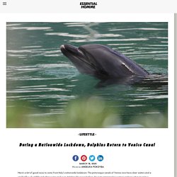 During a Nationwide Lockdown, Dolphins Return to Venice CanalEssential Homme Magazine