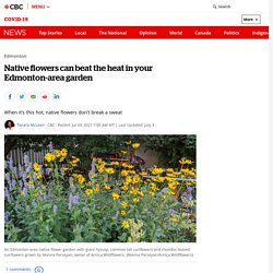 Native flowers can beat the heat in your Edmonton-area garden