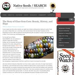 Native Seeds/SEARCH - The Story of Glass Gem Corn: Beauty, History, and Hope
