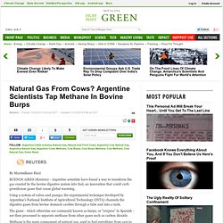 Natural Gas From Cows? Argentine Scientists Tap Methane In Bovine Burps