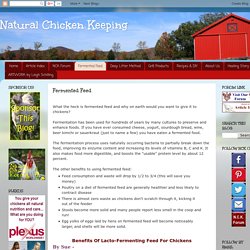 Natural Chicken Keeping: Fermented Feed