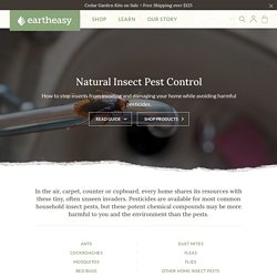 Natural Insect Pest Control: Safe, Non-Toxic Methods & Solutions