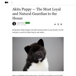 Akita Puppy — The Most Loyal and Natural Guardian to the House