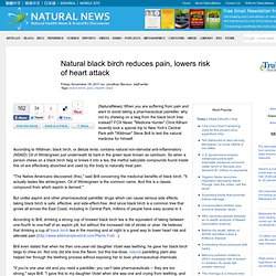 Natural black birch reduces pain, lowers risk of heart attack