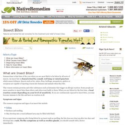 Natural Remedies for the Treatment of Insect Bites