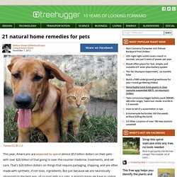 21 Natural Home Remedies for Pets
