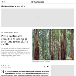 Naturaleza: Pros y contras del eucalipto en Galicia, el árbol que aporta el 4% a su PIB
