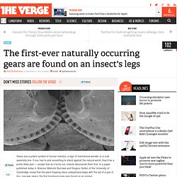 The first-ever naturally occurring gears are found on an insect's legs