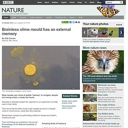 BBC Nature - Brainless slime mould has an external memory