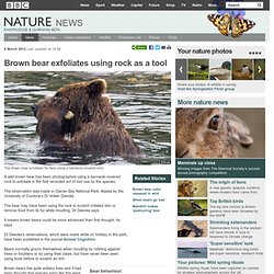 BBC Nature - Brown bear exfoliates using rock as a tool