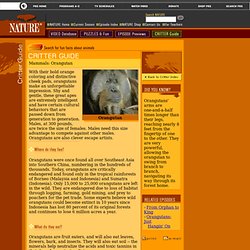 NATURE. Critter Guide. Orangutan.