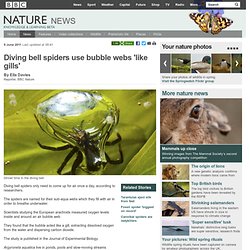 BBC Nature - Diving bell spiders use bubble webs 'like gills'