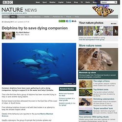 BBC Nature - Dolphins try to save dying companion